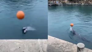 Una mujer ve a un delfín jugando solo con una pelota y decide unirse a su juego