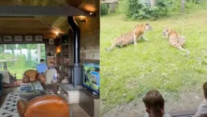 Este hotel de Reino Unido permite a sus huéspedes dormir dentro de un recinto de tigres