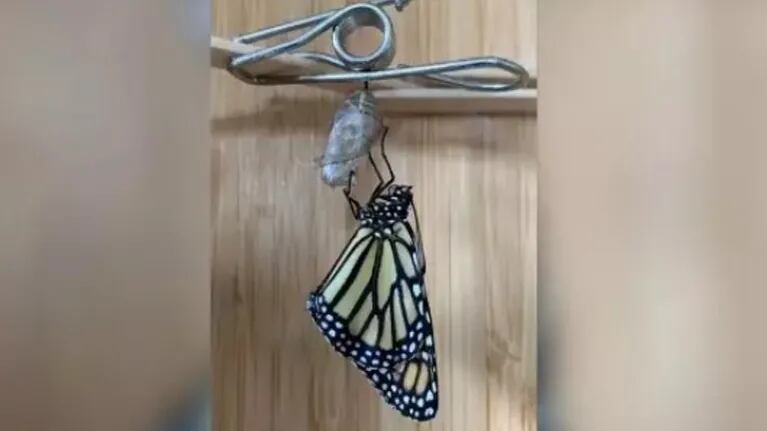 Mira la metamorfosis de estas mariposas monarca a cámara rápida