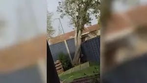 Un joven grabó el momento en el que una fuerte tormenta arrancó un árbol de cuatro metros de su jardín