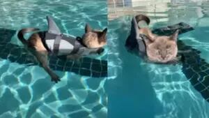 Una gata en chaleco salvavidas aprendiendo a nadar