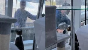 El gato del piso 22 de un rascacielos hace amistad con el limpiador de ventanas para deleite de TikTok