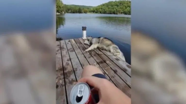 Este es el hilarante momento en que un Husky cae a un lago después de dar vueltas tratando de rascarse