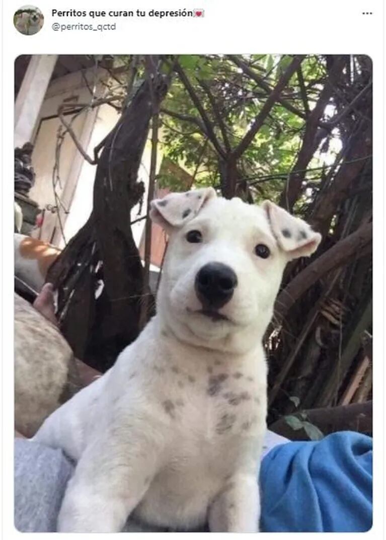 La divertidísima reacción de Esteban Lamothe a la foto viral de un perro igual a él: “Es algo mío sí o sí”