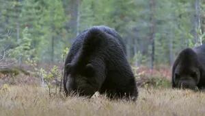 Impresionante lucha de dos osos en Finlandia por comida