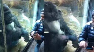 Este gorila ayuda a un hombre a pasar perfiles en una aplicación de citas