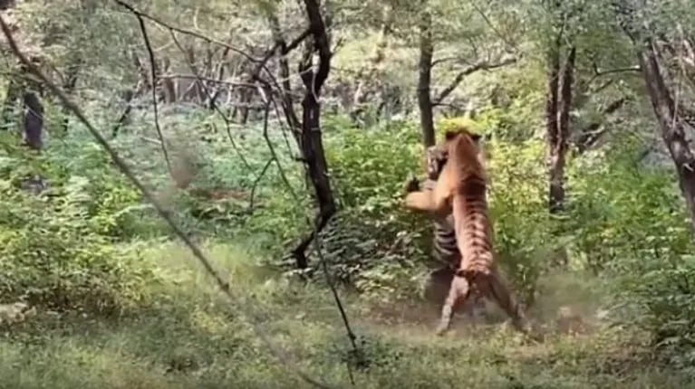 Dos tigres se enfrentan en una feroz pelea delante de un grupo de aficionados a la fotografía