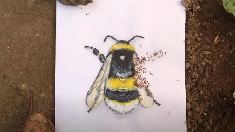 Esta artista completa sus ilustraciones usando hormigas vivas