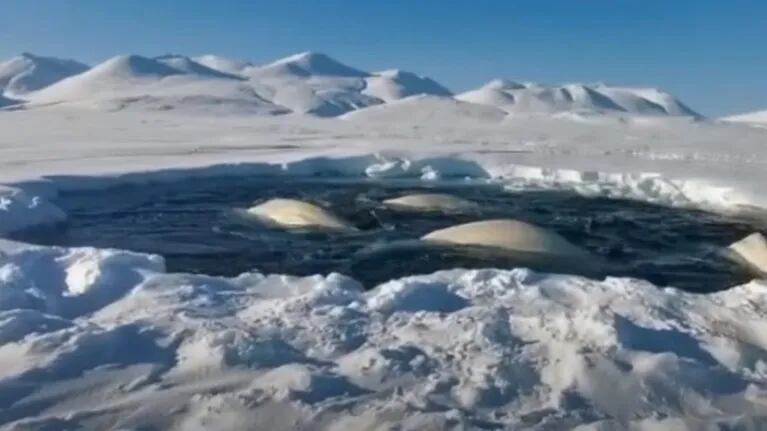 Una manada entera de ballenas beluga quedó atrapada en un agujero de agua rodeado de hielo marino