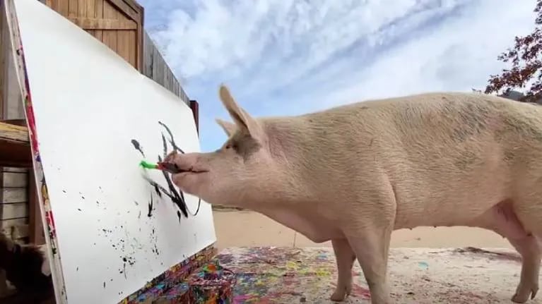 Pigcasso, el cerdo artista que pintó un cuadro abstracto del príncipe Harry