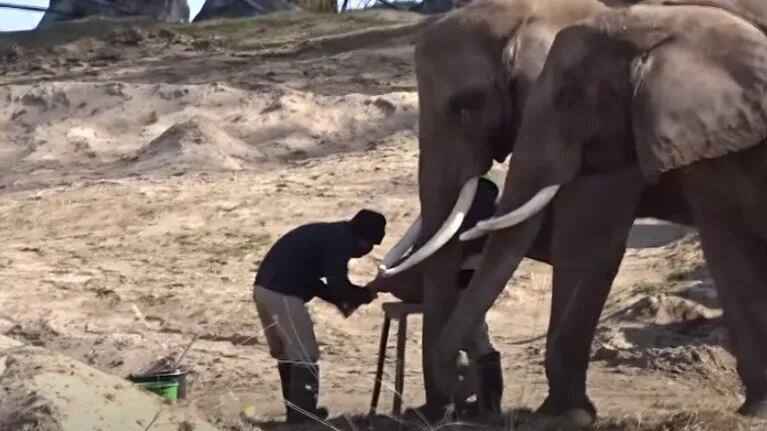 Dos elefantas africanas se someten a una sesión de pedicura en un zoo de Bélgica