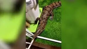 Este australiano convive con decenas de reptiles en su casa
