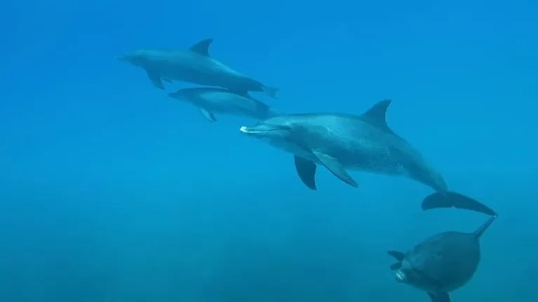 Así duerme una manada de delfines mulares en la profundidad del océano