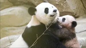 Bebé panda de Francia hace su primera aparición pública (Foto: Web)