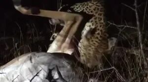 Una hiena fue filmada robando la cena de un leopardo en un increíble vídeo de vida salvaje