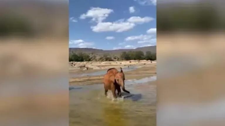 Esta cría de elefante rescatada juega con sus cuidadores en una reserva