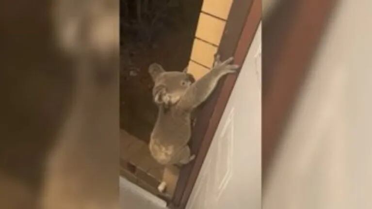Mientras tanto en Australia, un koala sorprende a una pareja en la puerta de su casa
