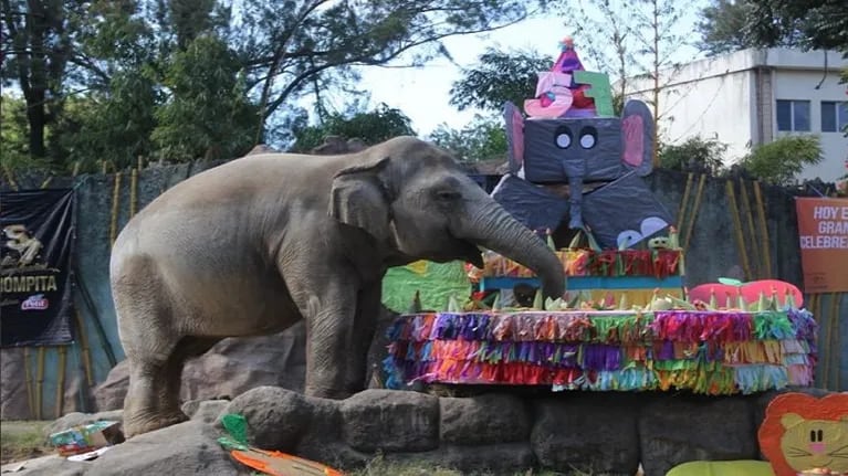  Celebraron el cumpleaños de un elefante con una torta de 100 kilos