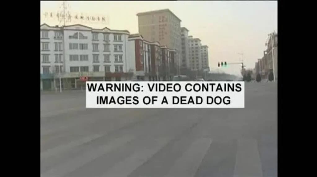 Un perro no se separó del cuerpo de otro canino que fue atropellado 