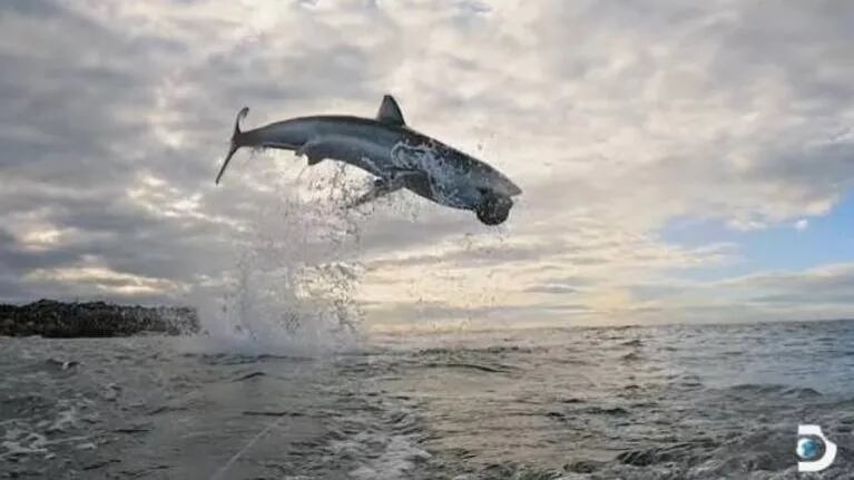 Captan el salto jamás registrado de un tiburón blanco