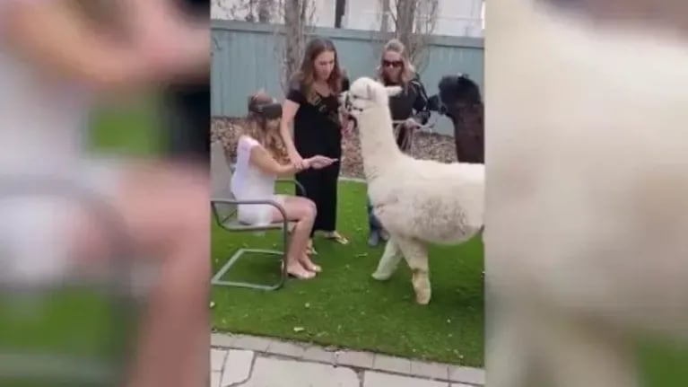 Las amigas de esta novia le sorprendieron con dos alpacas el día de su despedida de soltera