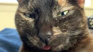 Conoce a Gremlin, la gata de siete años que siempre tiene la lengua fuera debido a un defecto en la mandíbula