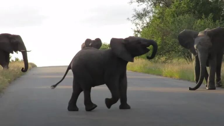 Dos elefantes jóvenes juegan a embestir un coche en un safari