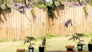 Un perro subido en lo alto de una valla de jardín se ha hecho viral en Internet