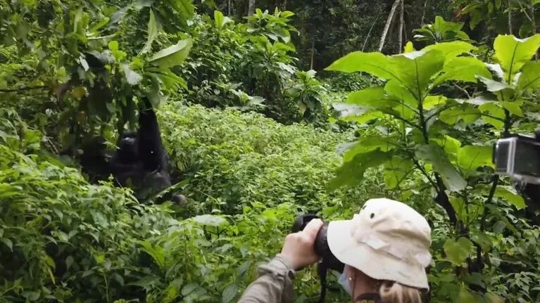 Este hombre se aventura en una excursión de cuatro horas por la selva para conocer a una familia de gorilas en Uganda