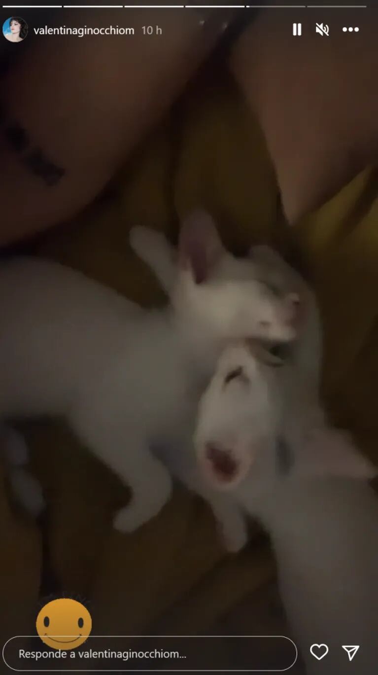 Valentina, la hermana de Marcos Ginocchio, publicó un dulce video de sus gatitas bebés y enterneció a sus fans