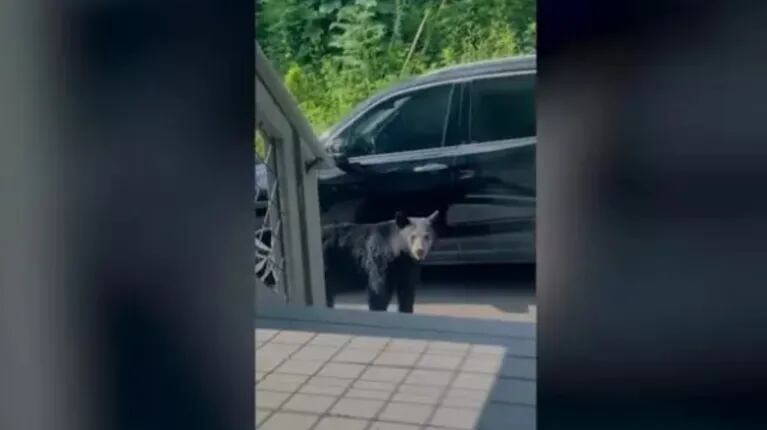 Un oso negro abre la puerta de un coche para meterse dentro