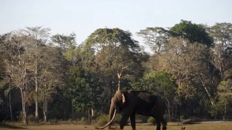 Los colmillos de este elefante asiático miden más de 1,80 metros de longitud
