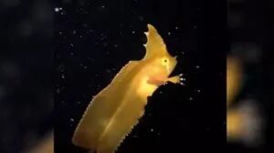 Un fotógrafo submarino captó un extraño pez maleza nadado en aguas australianas