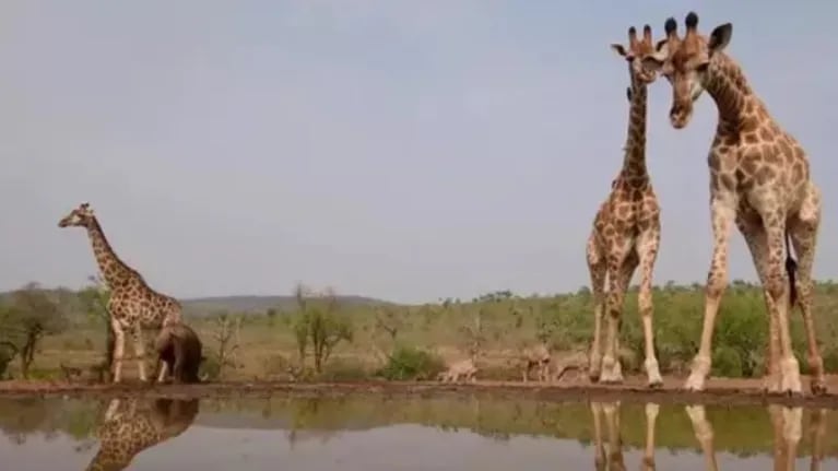 Esta fotógrafa capta unas espectaculares imágenes de animales salvajes en un safari en Sudáfrica