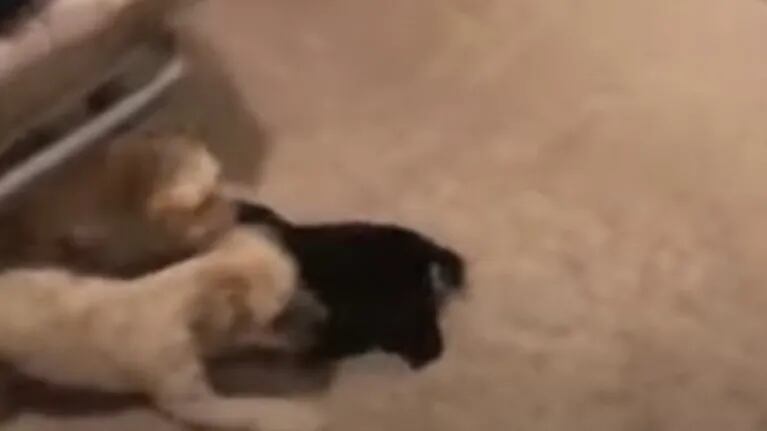 Un perro rescató a su peluche favorito