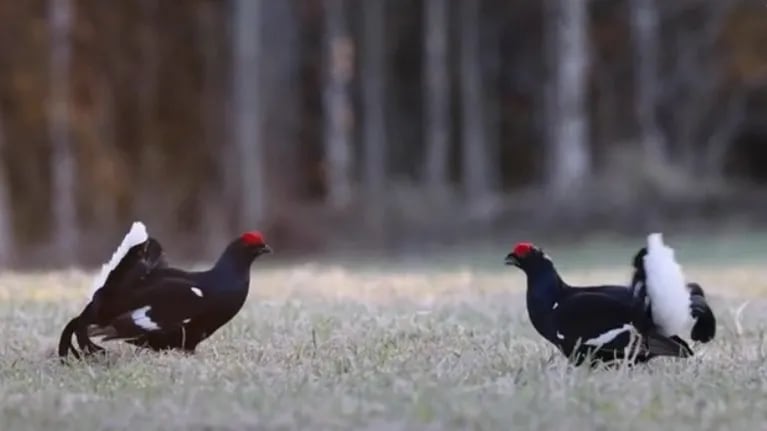 Un fotógrafo captó la pelea entre dos exóticas aves durante un paseo