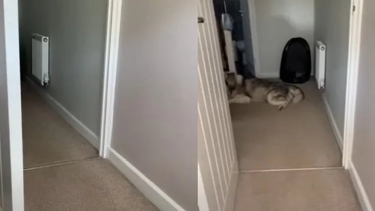 El vídeo de este husky diciendo no a su dueña