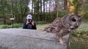 Un niño de 13 años captura su increíble encuentro con un búho en un bosque