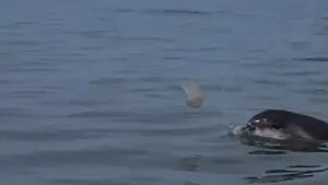Captan a un delfín que parece jugar al fútbol con una medusa