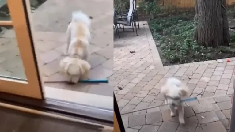 Este patoso perro no logra cruzar la puerta con una caña de pescar en la boca