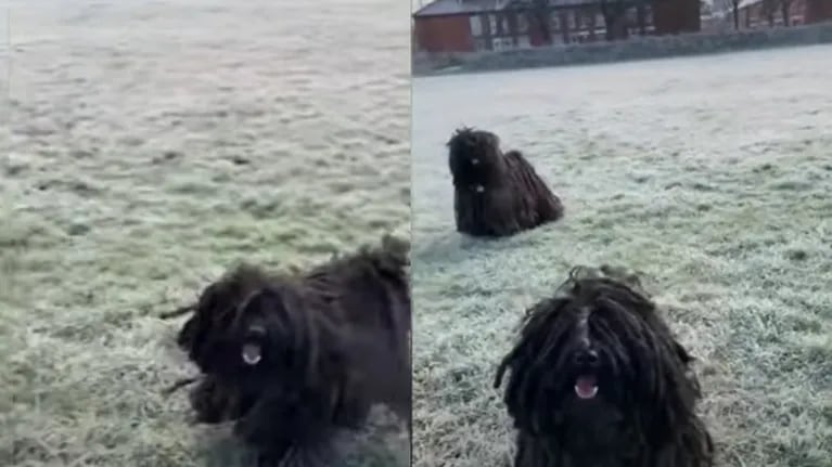 Estos perros con rastas han causado furor en Manchester