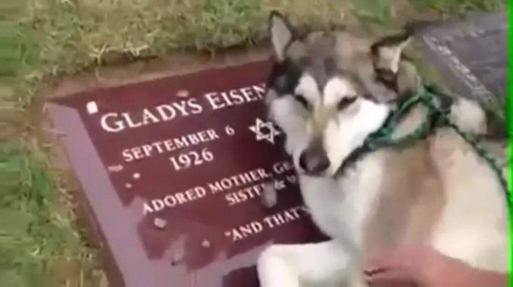 La conmovedora imagen de un perro sobre la tumba de su amiga y compañera