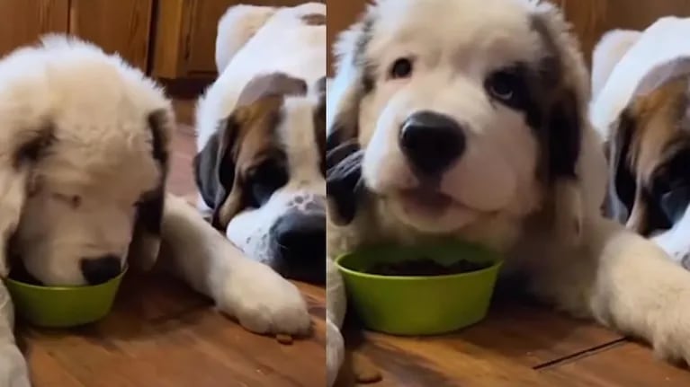 Dos perros muestran sus celos custodiando el cuenco de comida del nuevo cachorro
