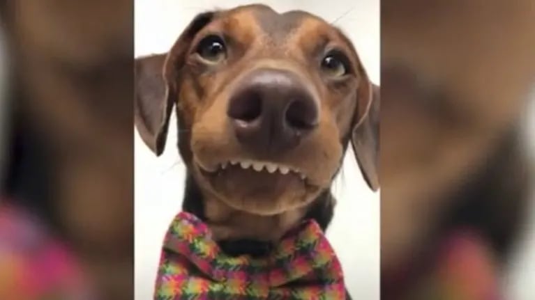 Este perro se ha hecho famoso en las redes gracias a su permanente sonrisa