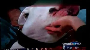 Tremendo: un dogo le mordió la cara a una periodista en vivo
