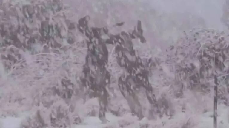 Dos canguros “boxean” durante una sorprendente nevada en Australia