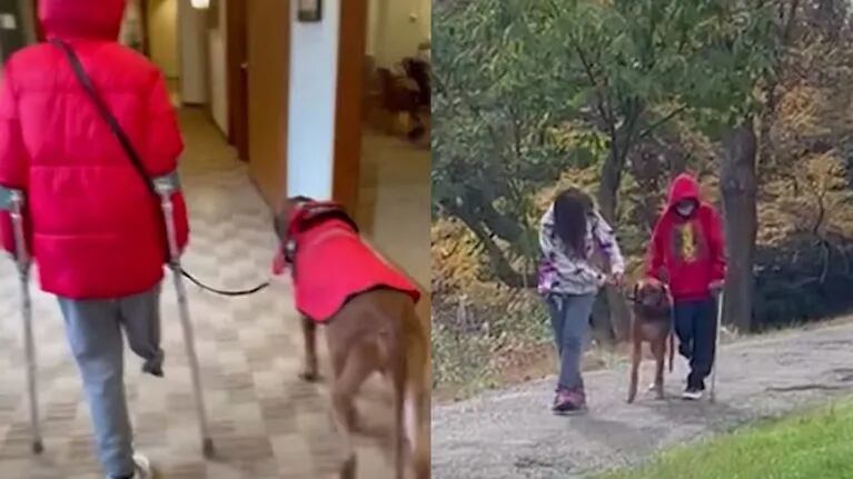 Conoce a Dexter, el perro que está cambiando la vida de un niño de 10 años al que le falta una pierna