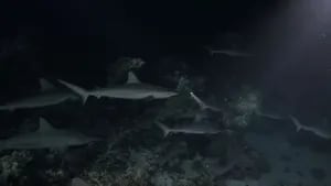Un fotógrafo captura imágenes nocturnas de tiburones cazando en grupo