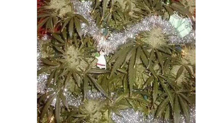Encuentran un árbol de navidad…¡de marihuana! 