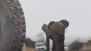 Estos elefantes se ponen a pelear en mitad de una carretera